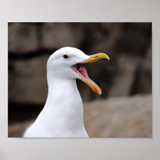 FUNNY Seagull Poster (Vorne)