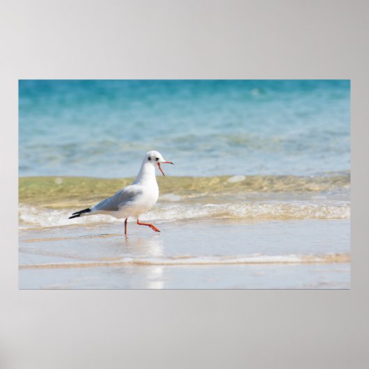 Funny Seagull Poster (Vorne)
