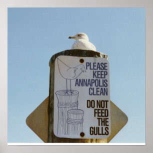 Funny Seagull Poster Print