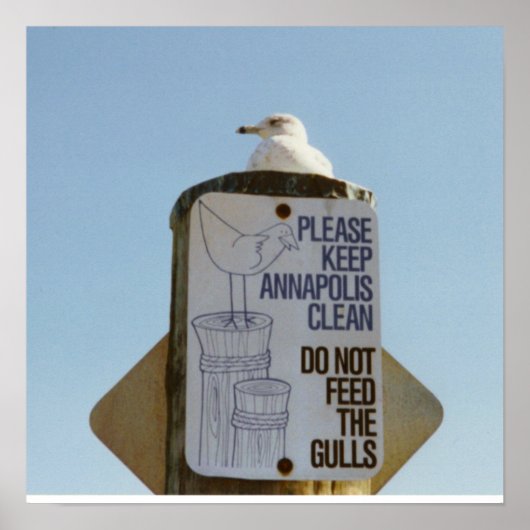 Funny Seagull Poster Print (Vorne)