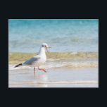 Funny Seagull Postkarte<br><div class="desc">Funny Seagull</div>