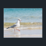 Funny Seagull Postkarte<br><div class="desc">Funny Seagull</div>