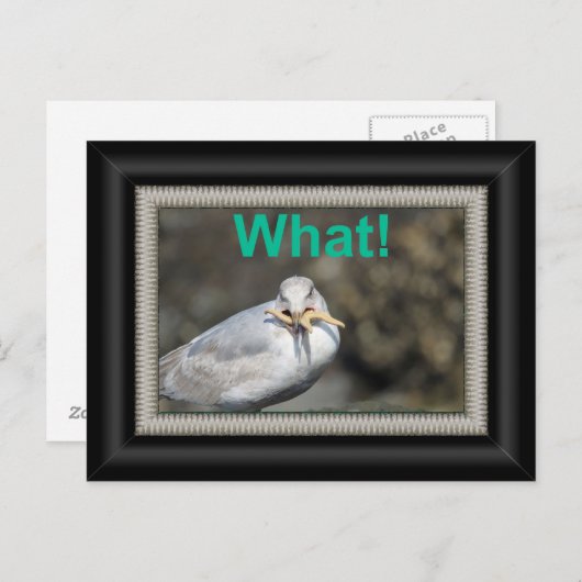 Funny Seagull versucht, einen Seestern zu essen Postkarte (Vorne/Hinten)