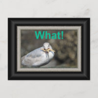Funny Seagull versucht, einen Seestern zu essen