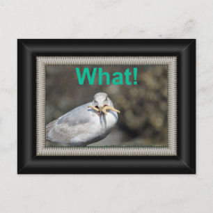 Funny Seagull versucht, einen Seestern zu essen Postkarte