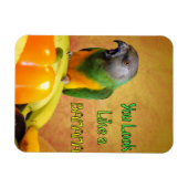Funny Senegal Parrot Banana Magnet (Horizontal)