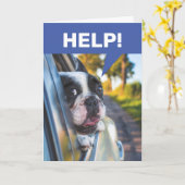 Funny Senior Driving Car, Terrified Dog Passenger Karte (Gelbe Blume)