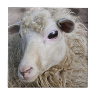 Funny Sheep Fliese