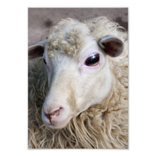 Funny Sheep Fotodruck
