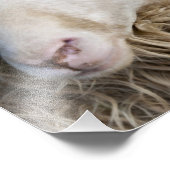 Funny Sheep Fotodruck (Ecke)