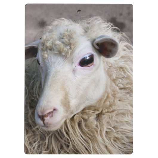 Funny Sheep Klemmbrett (Rückseite)