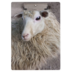 Funny Sheep Klemmbrett