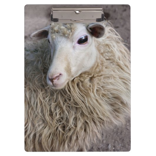 Funny Sheep Klemmbrett (Vorderseite)