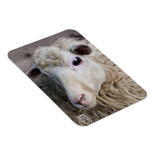 Funny Sheep Magnet (Rechte Seite)