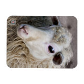 Funny Sheep Magnet (Horizontal)