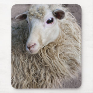 Funny Sheep Mousepad