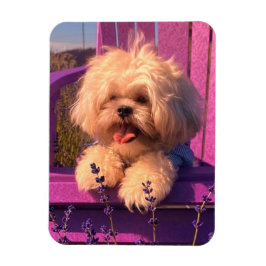 Funny Shih Tzu Puppy Smiling (Dog Days) Magnet