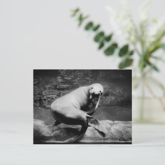 FUNNY Siegel Postkarte (Stehend Vorderseite)