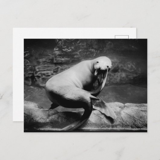 FUNNY Siegel Postkarte (Vorne/Hinten)