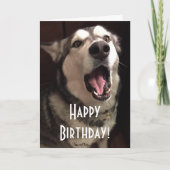 Funny Singing Alaskan Malamute Dog Fotograf Karte (Vorderseite)