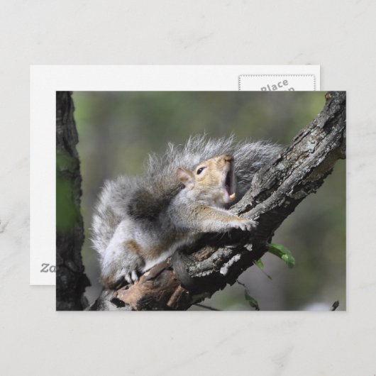 Funny Sleepy Squirrel Blank Card Postkarte (Vorne/Hinten)