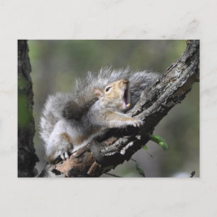 Funny Sleepy Squirrel Blank Card Postkarte