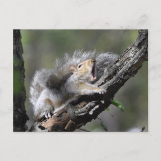 Funny Sleepy Squirrel Blank Card Postkarte