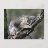 Funny Sleepy Squirrel Blank Card Postkarte (Vorderseite)