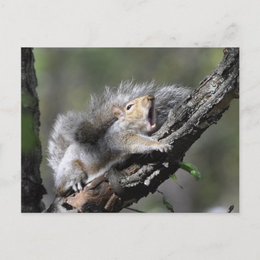 Funny Sleepy Squirrel Blank Card Postkarte (Vorderseite)