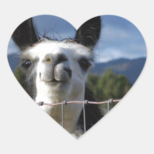 Funny Smilama Llama im Süden Oregons Herz-Aufkleber