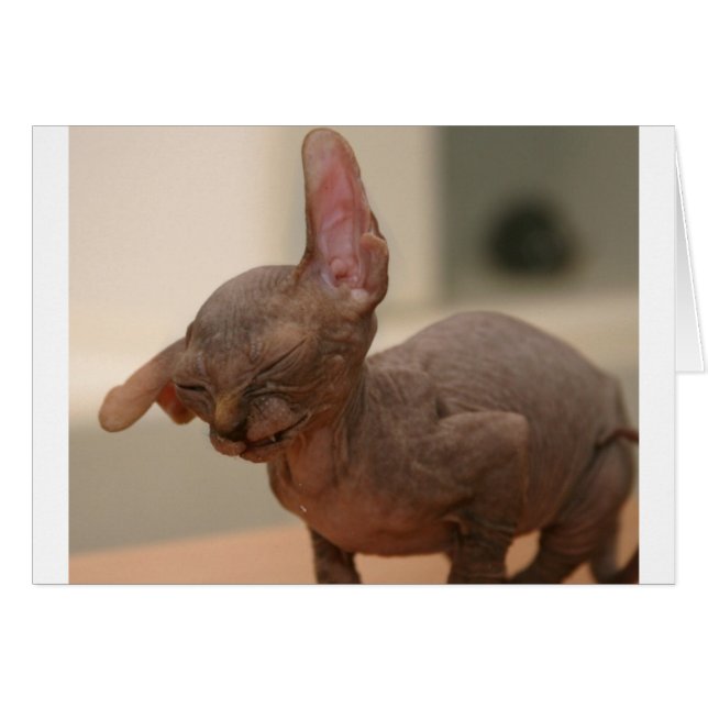 Funny sneeeving sphynx kitten (Vorderseite (Horizontal))