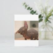 Funny sneeeving sphynx kitten postkarte (Stehend Vorderseite)