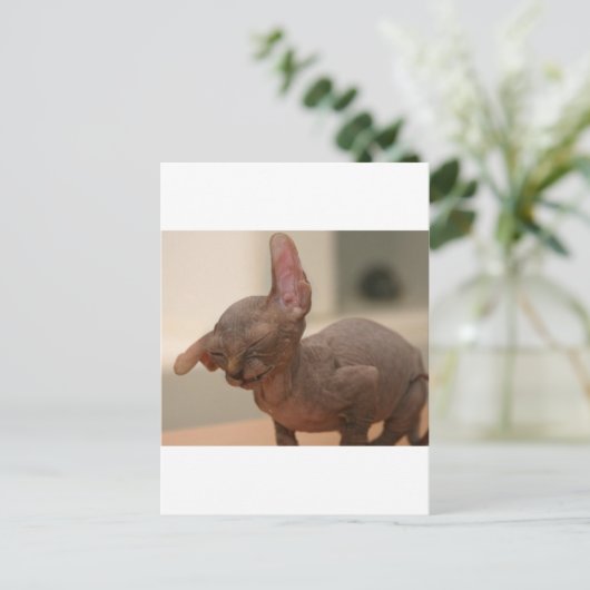 Funny sneeeving sphynx kitten postkarte (Stehend Vorderseite)