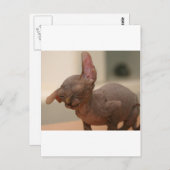 Funny sneeeving sphynx kitten postkarte (Vorne/Hinten)