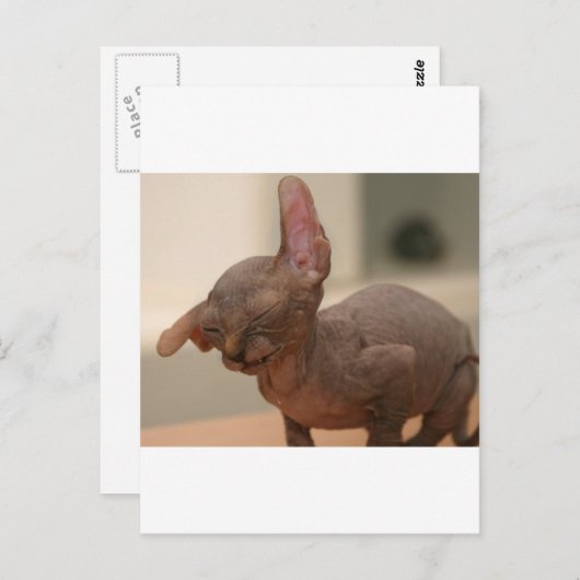 Funny sneeeving sphynx kitten postkarte (Vorne/Hinten)