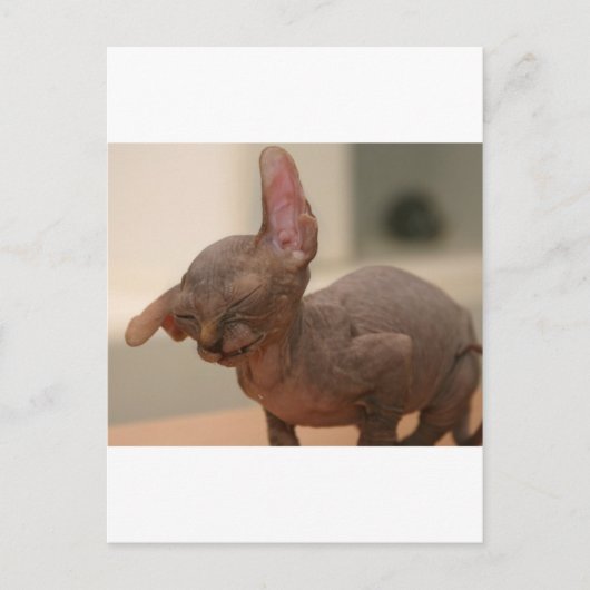 Funny sneeeving sphynx kitten postkarte (Vorderseite)