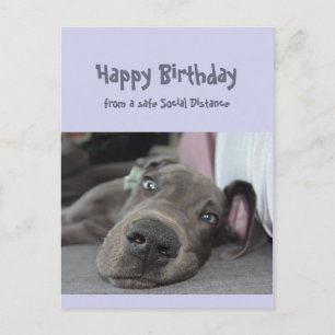 Funny Social Distancing Birthday Great Dane Dog Postkarte