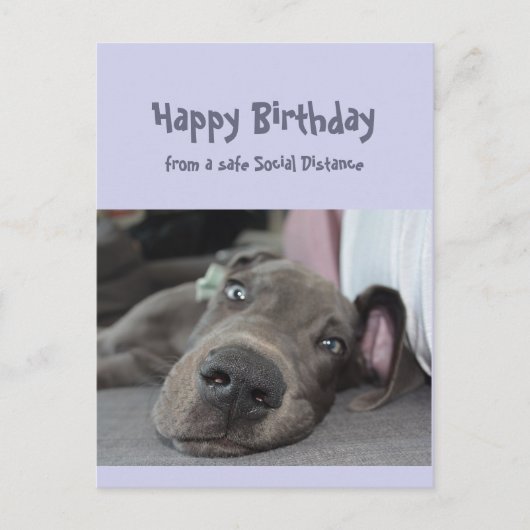 Funny Social Distancing Birthday Great Dane Dog Postkarte (Vorderseite)