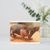 Funny sphynx kitten postkarte (Stehend Vorderseite)