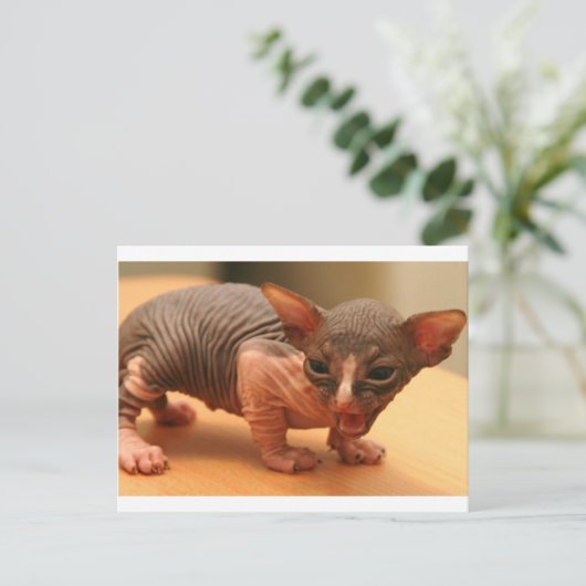 Funny sphynx kitten postkarte (Stehend Vorderseite)