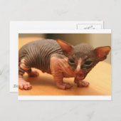 Funny sphynx kitten postkarte (Vorne/Hinten)