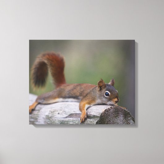 Funny Squirrel Leinwanddruck (Vorderseite)