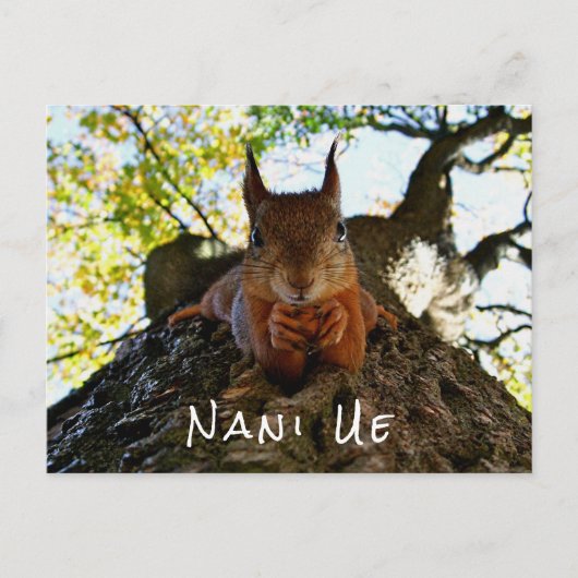 Funny Squirrel Niedlicher Tiere Hello From Hi Japa Postkarte (Vorderseite)