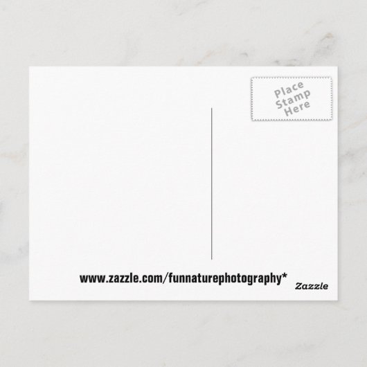 Funny Squirrel Postcard Postkarte (Rückseite)