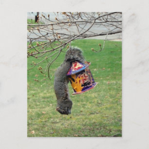 Funny Squirrel Postkarte