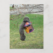 Funny Squirrel Postkarte (Vorderseite)