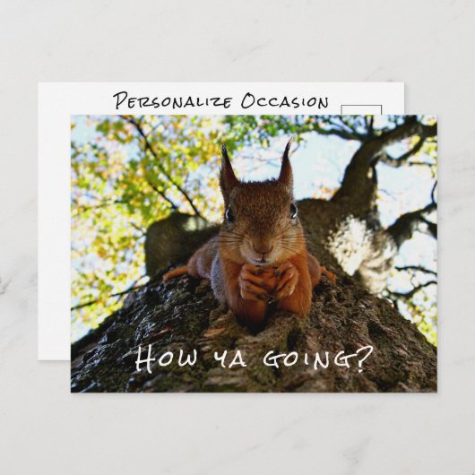 Funny Squirrel Süße Tier Hello From Hi Australia Postkarte (Vorne/Hinten)