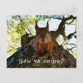 Funny Squirrel Süße Tier Hello From Hi Australia Postkarte (Vorderseite)