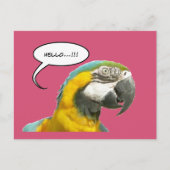 Funny Talking Parrot Hallo Postcard Postkarte (Vorderseite)
