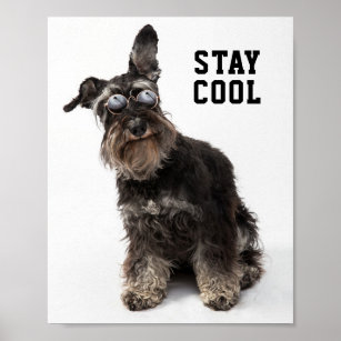 Funny Terrier mit Sonnenbrille Niedliches Hunde-Fo Poster